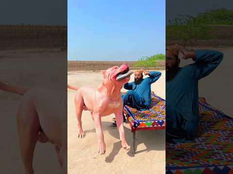 Allah Sent The Dog To Save Him 🐕#india #youtubeshorts #reels #shorts