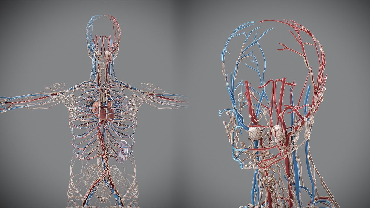 Human Male Circulatory and Lymphatic Anatomy 3D Model