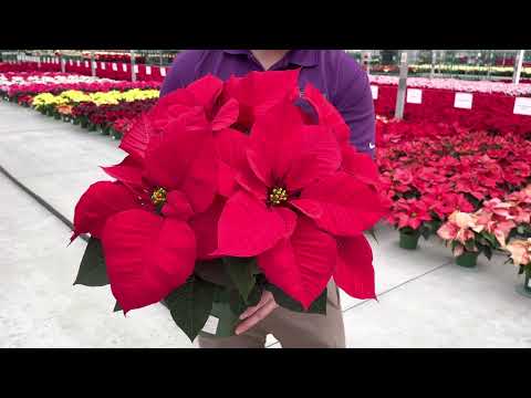 Top 5 Red Poinsettias for 2022 thumbnail