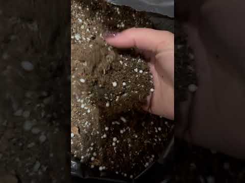 Готова суміш для антуріума і монстери на основі торфу - фото 1 - id-p2703535965