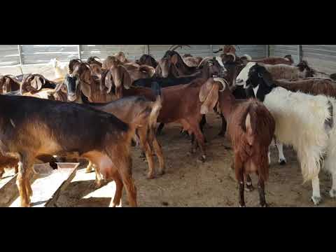 , title : 'Shami Goats farm in Larnaca Cyprus(1)'