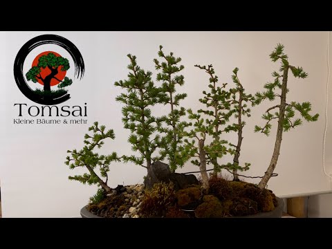 Bonsai Ecke Upgrade, Lärchen Wald Bonsai 34/22