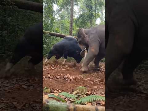 🐘💪 #elephant #forest #shorts