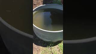 How to Siphon a stock tank with a hose and no pump