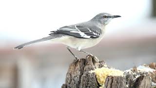 A Mocking Bird's Breathless Love...of Suet