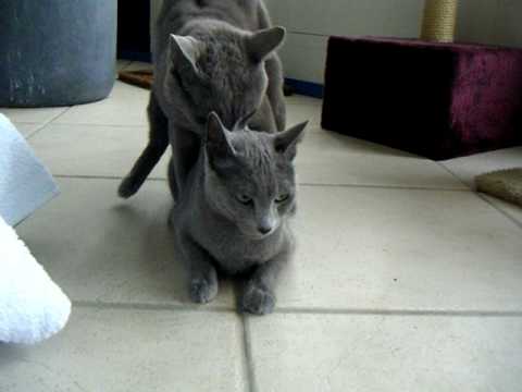 Vladimir Levka  2009