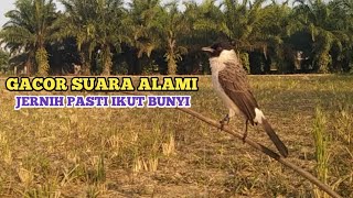 Download lagu SUARA BURUNG KUTILANG GACOR MEMANGGIL LAWAN SUARA ... mp3