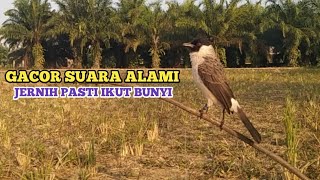 Download lagu SUARA BURUNG KUTILANG GACOR MEMANGGIL LAWAN || SUARA ASLI TANPA ISIAN mp3