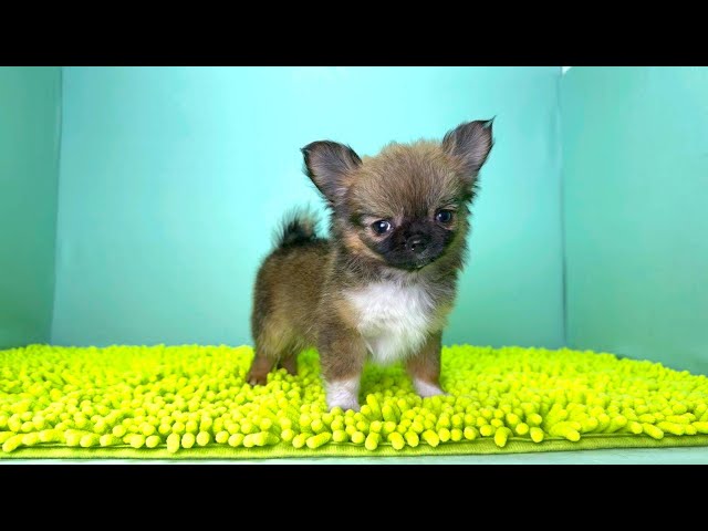 (子犬) 犬種：チワワ・ロングコート 女の子 ブリーダー マロニエケンネル　MARRONNIER KENNEL k3811の画像