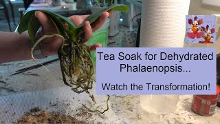 How to Tea Soak a Dehydrated Orchid | Phalaenopsis Tea Soak | Watch Orchid Transformation in 3 Days!
