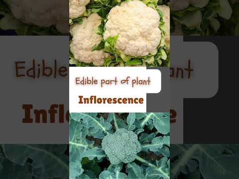 Know your food - Edible parts of plant