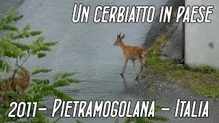 preview picture of video 'Un cerbiatto a spasso per Pietramogolana'