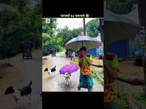 जानवरों के‌ करनामे 🤣🌦️