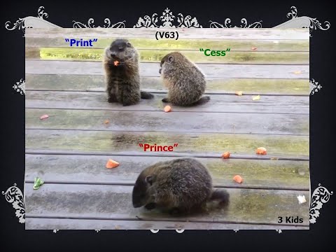 Happy Groundhog Day! – Three baby woodchucks are back (again)