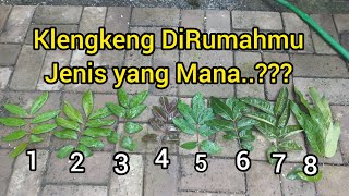 Download lagu Tips on how to identify the type of longan from the leaves mp3 Download lagu Tips on how to identify the type of longan from the leaves mp3