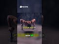Unleash Your Strength The Ultimate Push Up Guide