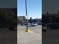 Seagulls In Parking Lot