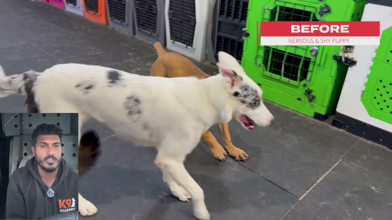 Puppy Start Right Client Testimonial