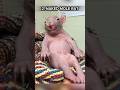 Top 4 Ugliest Animals On Planet Earth