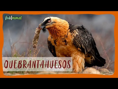 Esta AVE SOLO se ALIMENTA de HUESOS: El quebrantahuesos.