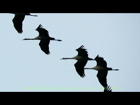 Kraanvogels trekken over Nederland