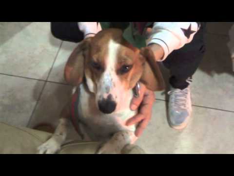 Farsa Kiria Evroulla !! po tounto touto!