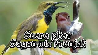 Download lagu SUARA PIKAT PRENJAK VS SOGON || BURUNG KECIL AUTO NGUMPUL mp3