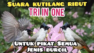 Download lagu Suara Kutilang Ribut Tri In One Untuk Pikat Semua Jenis Burcil Dan Besar mp3