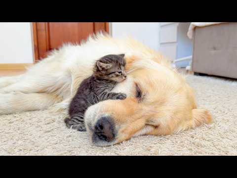 YouTube 썸네일