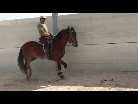 Andalusian horses for sale