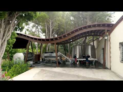 Verema Cava Oriol Rossell_selecció del raïm