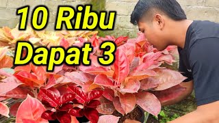 Download lagu AGLONEMA SALE 5 THOUSAND ❗ Bang Wahid Dihaw Ornamental Plant Center mp3