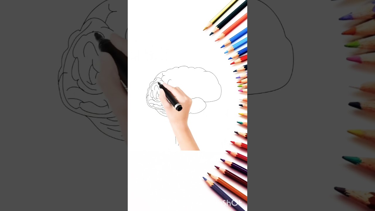 Human brain drawing|| #drawing #education #viral #subscribe #brain #body #biology