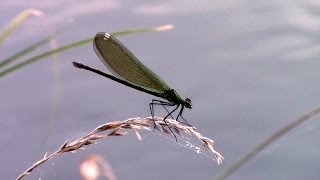 preview picture of video 'Marchfeldkanal - Flora & Fauna (Langenzersdorf bis Schönungsteich)'