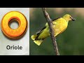 Birds ABC Song Birds Alphabet Song For Kids Phonics For Kids Baby Alphabet Letters