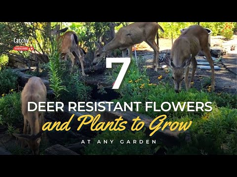 どこの庭でも育てられる、鹿に強い花や植物 7 選 🌸🌹🌺 // ガーデニングのヒント
