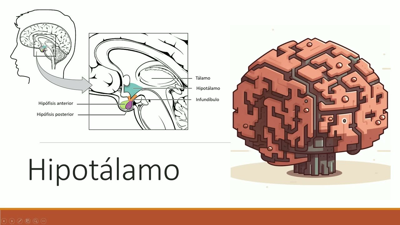 Neuroanatomía y fisiología del hipotálamo