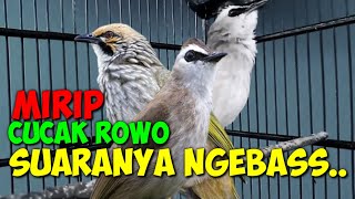 Download lagu trucuk gacor | rasa cucak rowo mp3 Download lagu trucuk gacor | rasa cucak rowo mp3