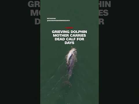 Grieving dolphin mother carries dead calf for days