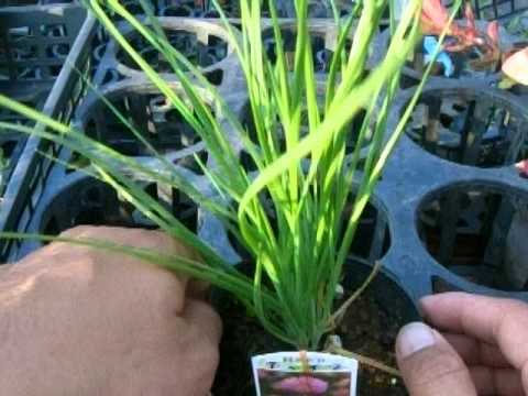 園芸 チャイブを分ける