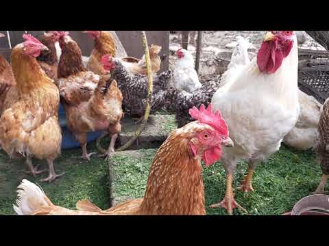 3 cocosi canta cucurigu iar gainile mananca - 3 roosters sing cucurigu and the hens eat