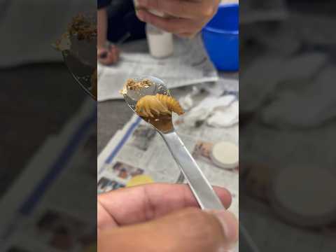 地球の中に生息する幼虫や蛹とは何でしょうか？テクニカルガイド  庭園