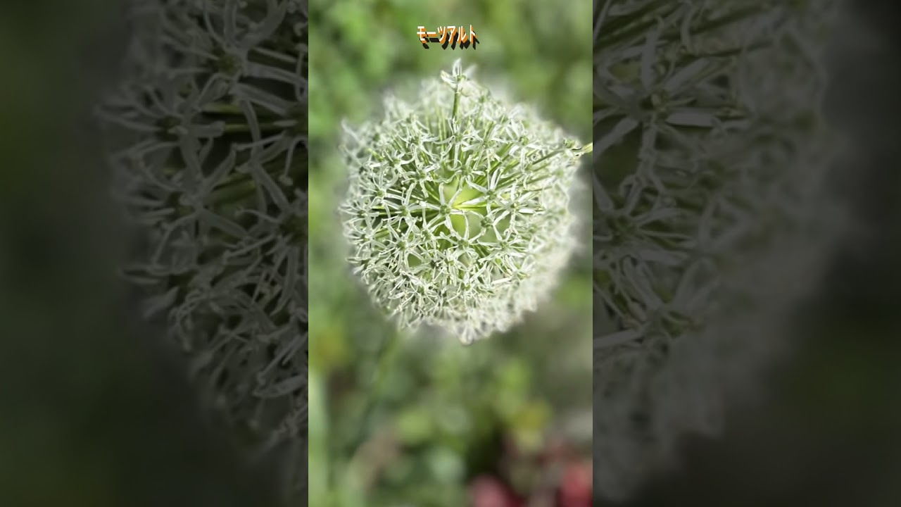 モーツアルト　#shorts #flowers #クラシック