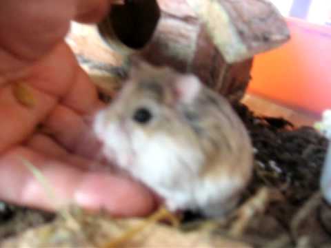 Knerten and trilltrall