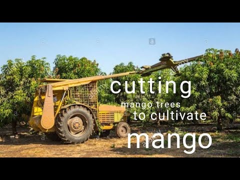 Cutting parts of mango tree with best and latest technology, #dp agri sound#