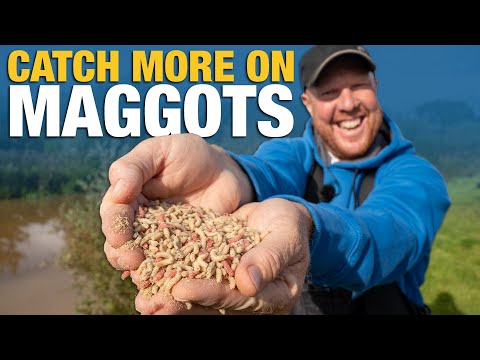 Catch More On Maggots With These TOP TIPS!