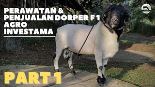 Download lagu PART 1. BOOKING DOMBA DORPER F1 SUDAH BISA DI ORDER !!! AGRO INVESTAMA mp3 Download lagu PART 1. BOOKING DOMBA DORPER F1 SUDAH BISA DI ORDER !!! AGRO INVESTAMA mp3