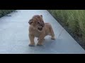 Baby Lion S Roaring Painfully Adorable