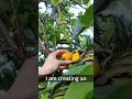 Loquat Tree Army 🌴 How to sprout loquat seeds 🏆