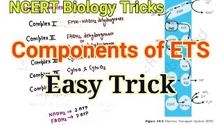 Easy trick to learn Complex and Components of ETS 